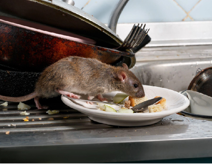 How much damage can rodents cause to your property?