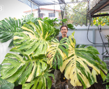 Nook Plants: A labour of leaves leads to the fruition of success