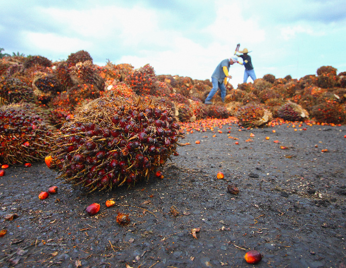 Indonesia palm oil firms to get bigger export quotas under new rules