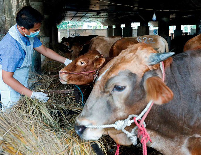 Indonesia aiming to get foot and mouth disease under control by year-end