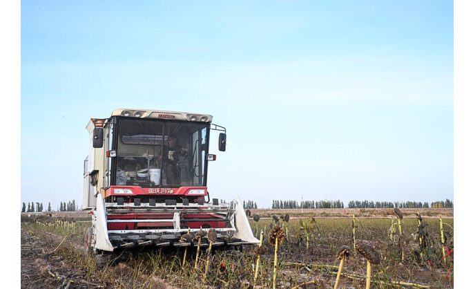 Small Chinese city reaps global success with sunflowers