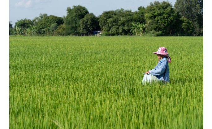 DFI Retail Group Launches Low-Carbon Rice Pilot Programme Reduces at Least 30% in GHG Emissions