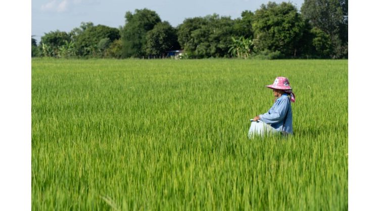 dfi-retail-group-launches-low-carbon-rice-pilot-programme-reduces-at-least-30%-in-ghg-emissions
