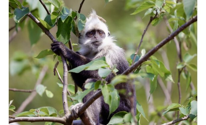Tech-Driven Restoration: Saving the World’s Critically Endangered White-headed Langur