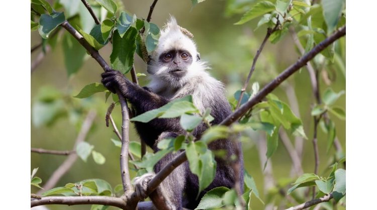 tech-driven-restoration:-saving-the-world’s-critically-endangered-white-headed-langur