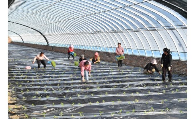 From Coal Mining to Agriculture: An Ecological Initiative at a Chinese Coal Mine