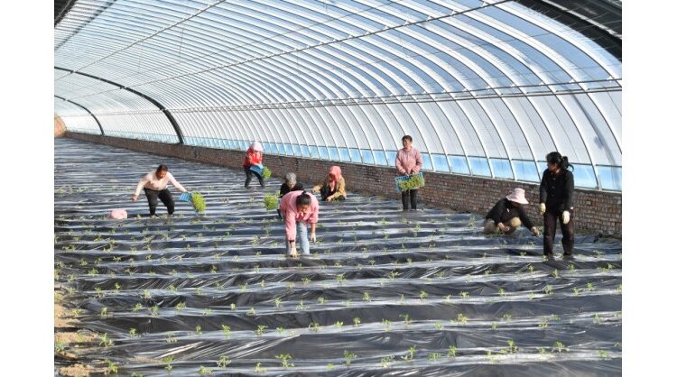 from-coal-mining-to-agriculture:-an-ecological-initiative-at-a-chinese-coal-mine