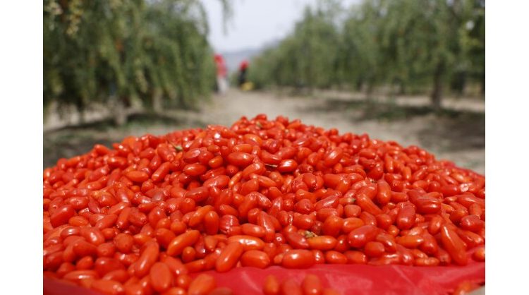 From Ancient Delicacy to Global Trend: The Industrial Upgrade and Global Journey of Ningxia Goji Berries